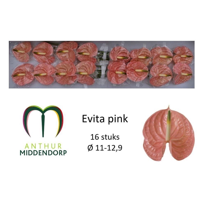 <h4>Anth A Evita Pink</h4>