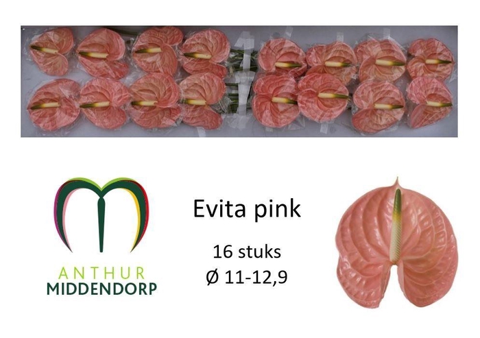 Anth A Evita Pink