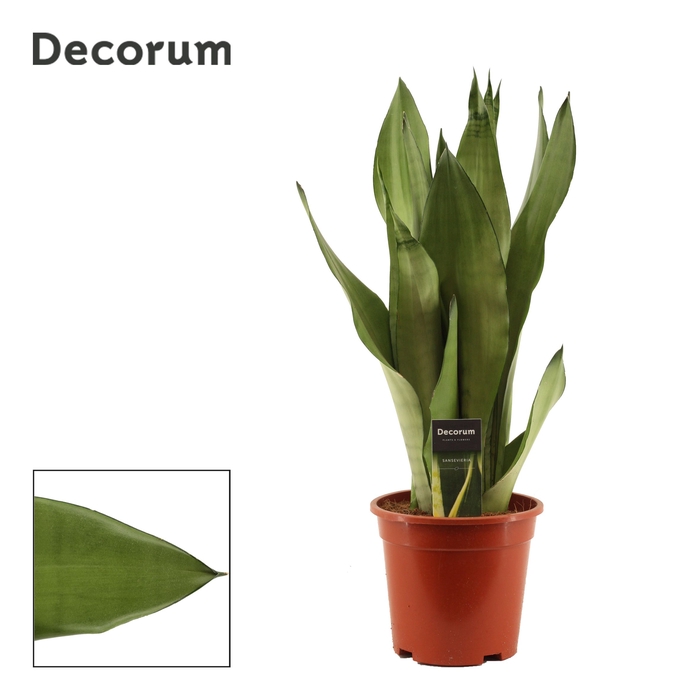 Sansevieria Moonshine 17 cm (Decorum)