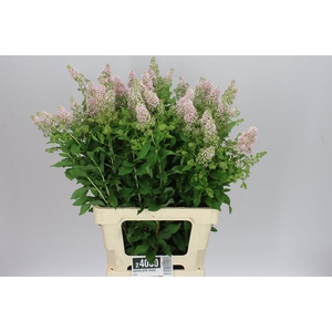 Spiraea Pink Innocence