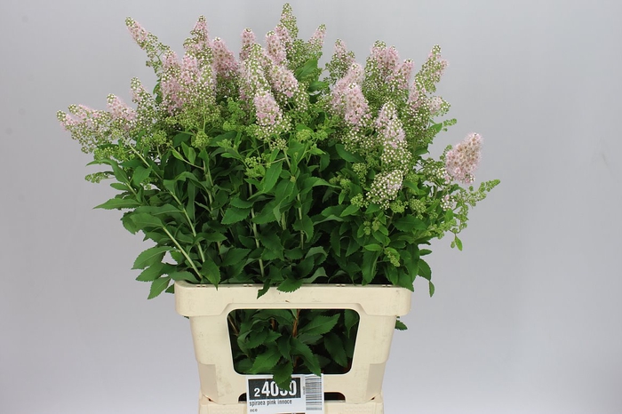 <h4>Spiraea Pink Innocence</h4>