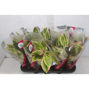 AGLAONEMA PINK AURORA P12