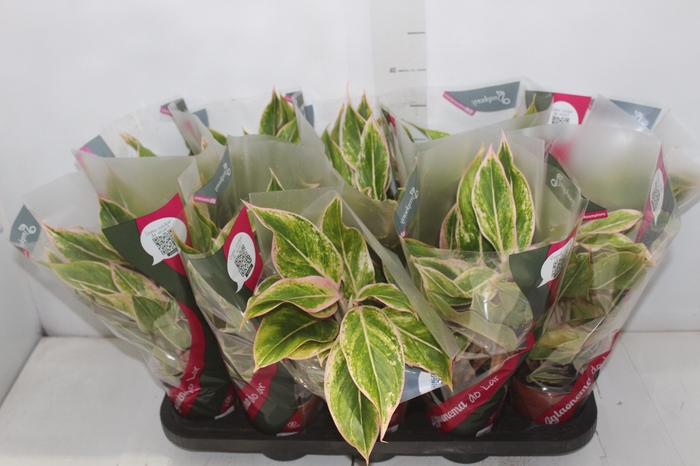 <h4>AGLAONEMA PINK AURORA P12</h4>