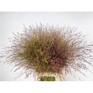 Panic Vi Warrior 80 Cm