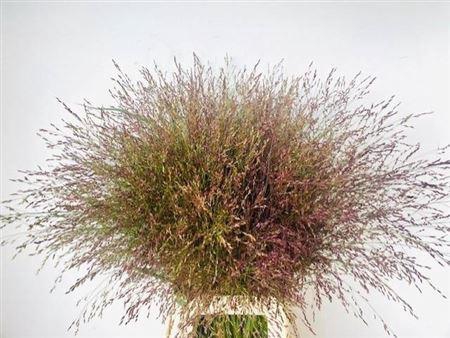 <h4>Panic Vi Warrior 80 Cm</h4>