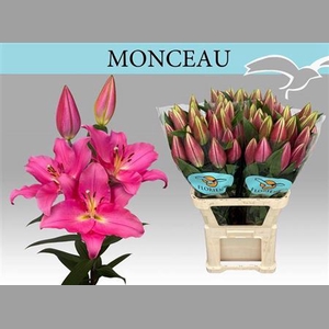 Li Or Monceau