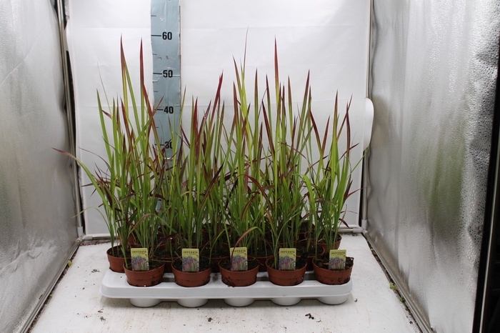 <h4>IMPERATA RED BARON P9</h4>