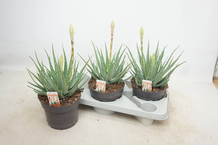 <h4>ALOE HUMILIS</h4>