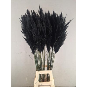 Df Pampas 115cm Black