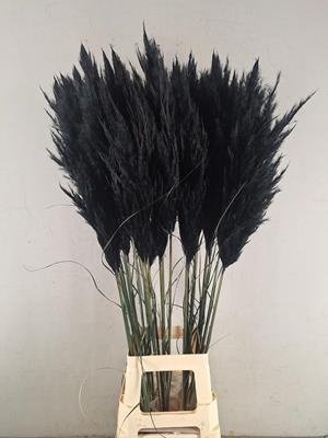 <h4>Df Pampas 115cm Black</h4>