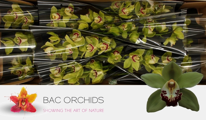 <h4>CYMB T MACHTELD</h4>