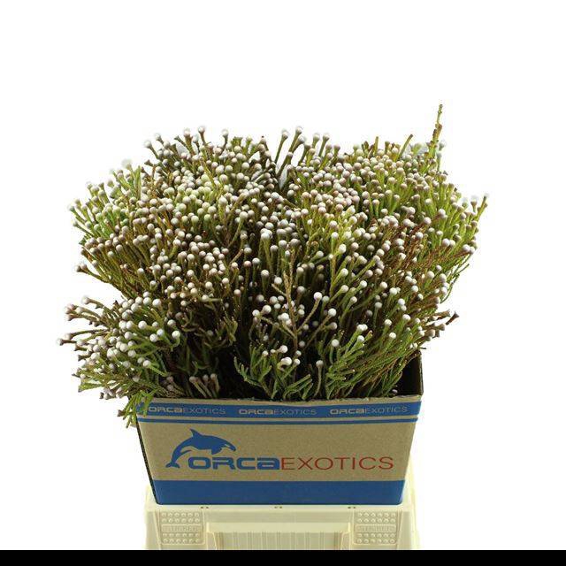 <h4>BRUN NODULIFLORA</h4>