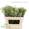 Chamelaucium Luna
