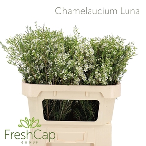 Chamelaucium Luna
