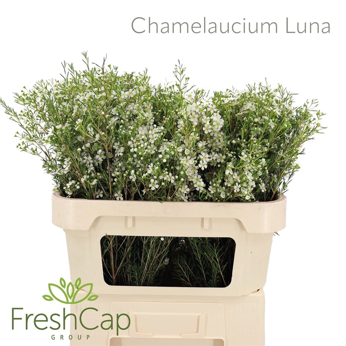 <h4>Chamelaucium Luna</h4>