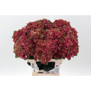 Hydr M Mag Charlotte