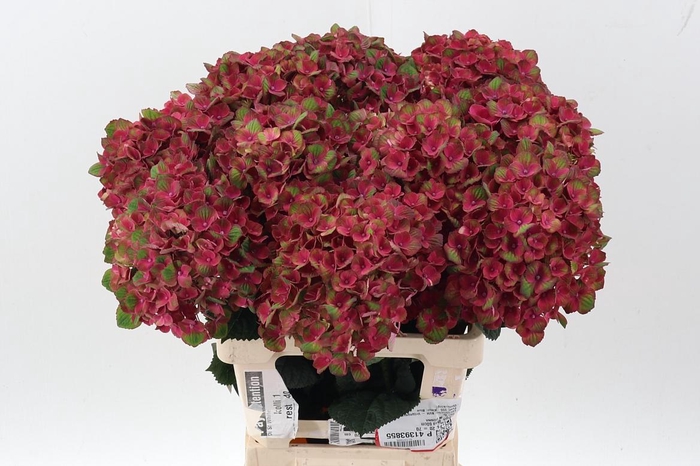 <h4>Hydr M Mag Charlotte</h4>