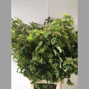 Viburnum Opulus