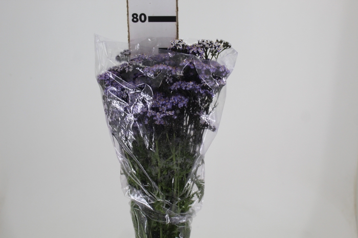 <h4>ACHILLEA MILLEFOLIUM VARIADO TINTURADA 060 CM</h4>