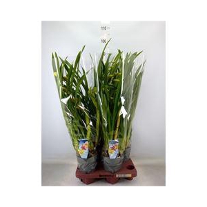 Cymbidium   ...