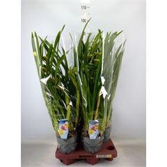 <h4>Cymbidium   ...</h4>