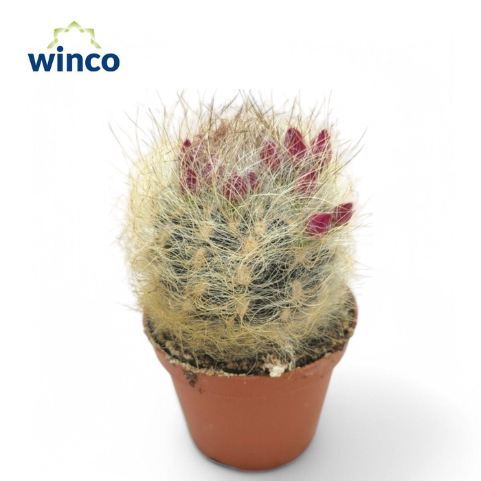 <h4>Neoporteria Senilis (flowering)</h4>