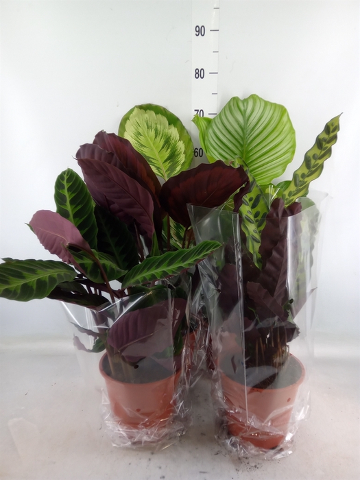 <h4>Calathea   ...mix</h4>