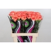 Dianthus St Goopy Geer