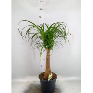 Beaucarnea recurvata