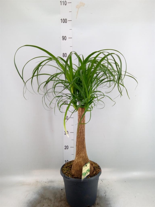<h4>Beaucarnea recurvata</h4>