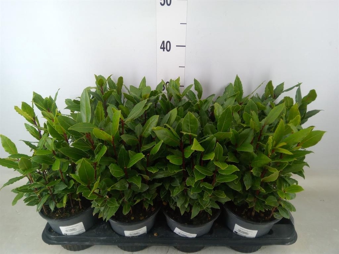 <h4>Laurus nobilis</h4>