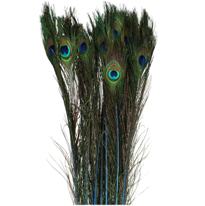 <h4>Feathers Peacock 100cm</h4>