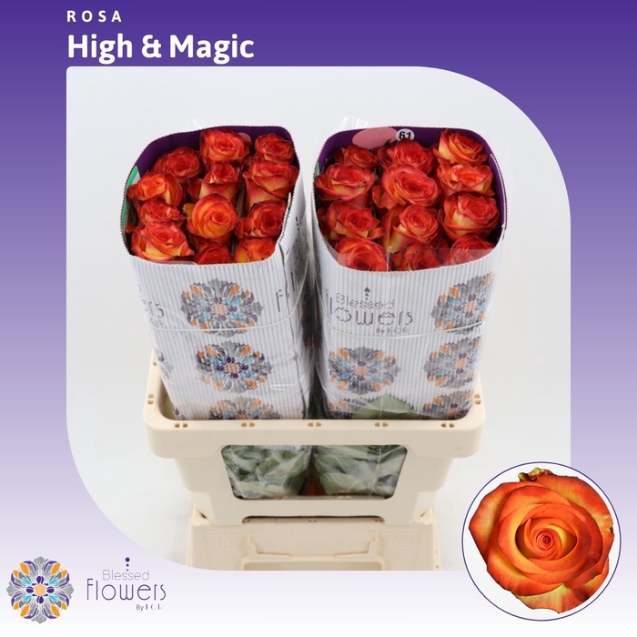 <h4>Rosa gr High & Magic Yellow</h4>