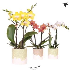 Kolibri Orchids Phalaenopsis mix 2 spike in Bloom pot sand mix
