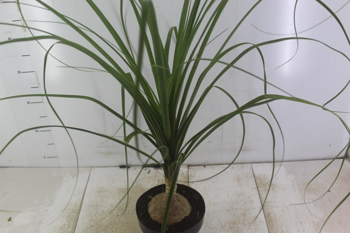 <h4>BEAUCARNEA P17</h4>