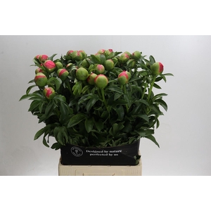 Paeonia Coral Sunset Xxl