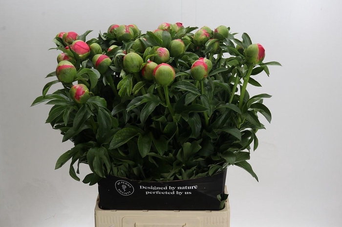 <h4>Paeonia coral sunset XXL</h4>