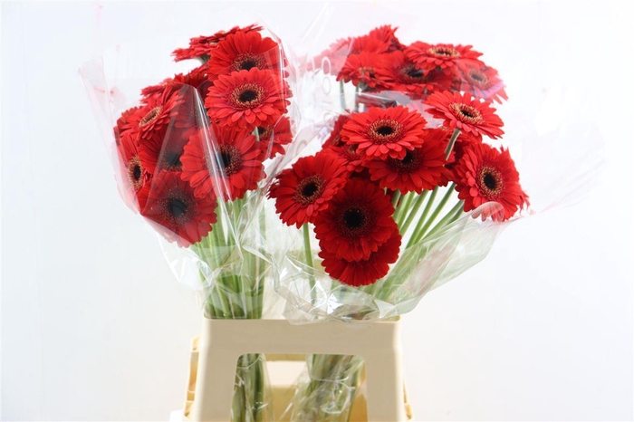 <h4>Ge Mi Nirvana Xxl</h4>