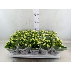 Kalanchoe blos. 'RosFlow Sia'