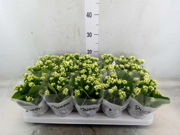 <h4>Kalanchoe blos. 'RosFlow Sia'</h4>