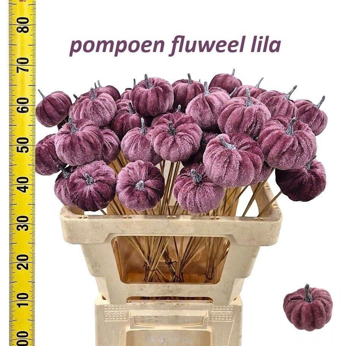 <h4>HUIS EN TUINDECO H%</h4>