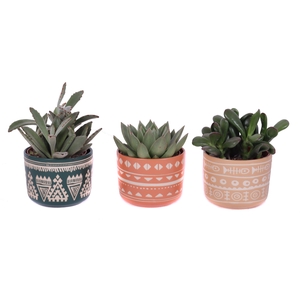 Succulenten mix 10,5 cm in vanuatu pot