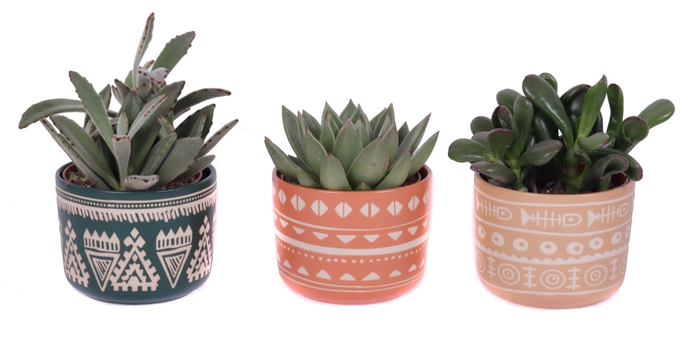 <h4>Succulenten mix 10,5 cm in vanuatu pot</h4>