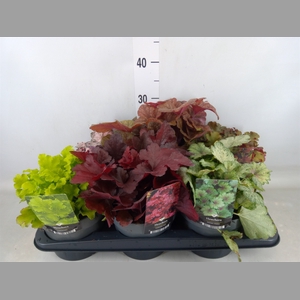 Heuchera   ...