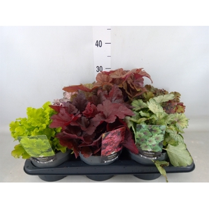 Heuchera   ...