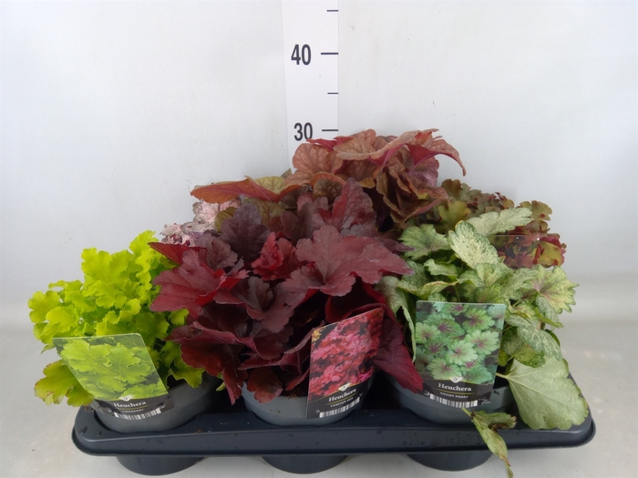 <h4>Heuchera   ...</h4>