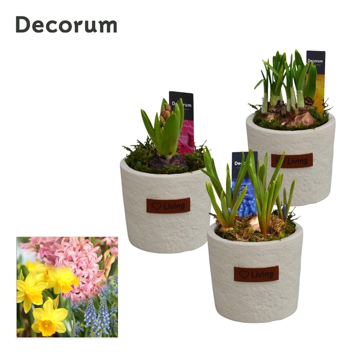 <h4>Bollenmix Love Living HL15133B</h4>