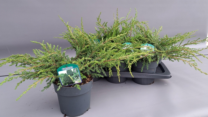 <h4>JUNI CO REPANDA</h4>