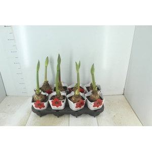 AMARYLLIS P14