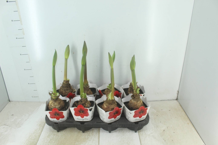 <h4>AMARYLLIS P14</h4>